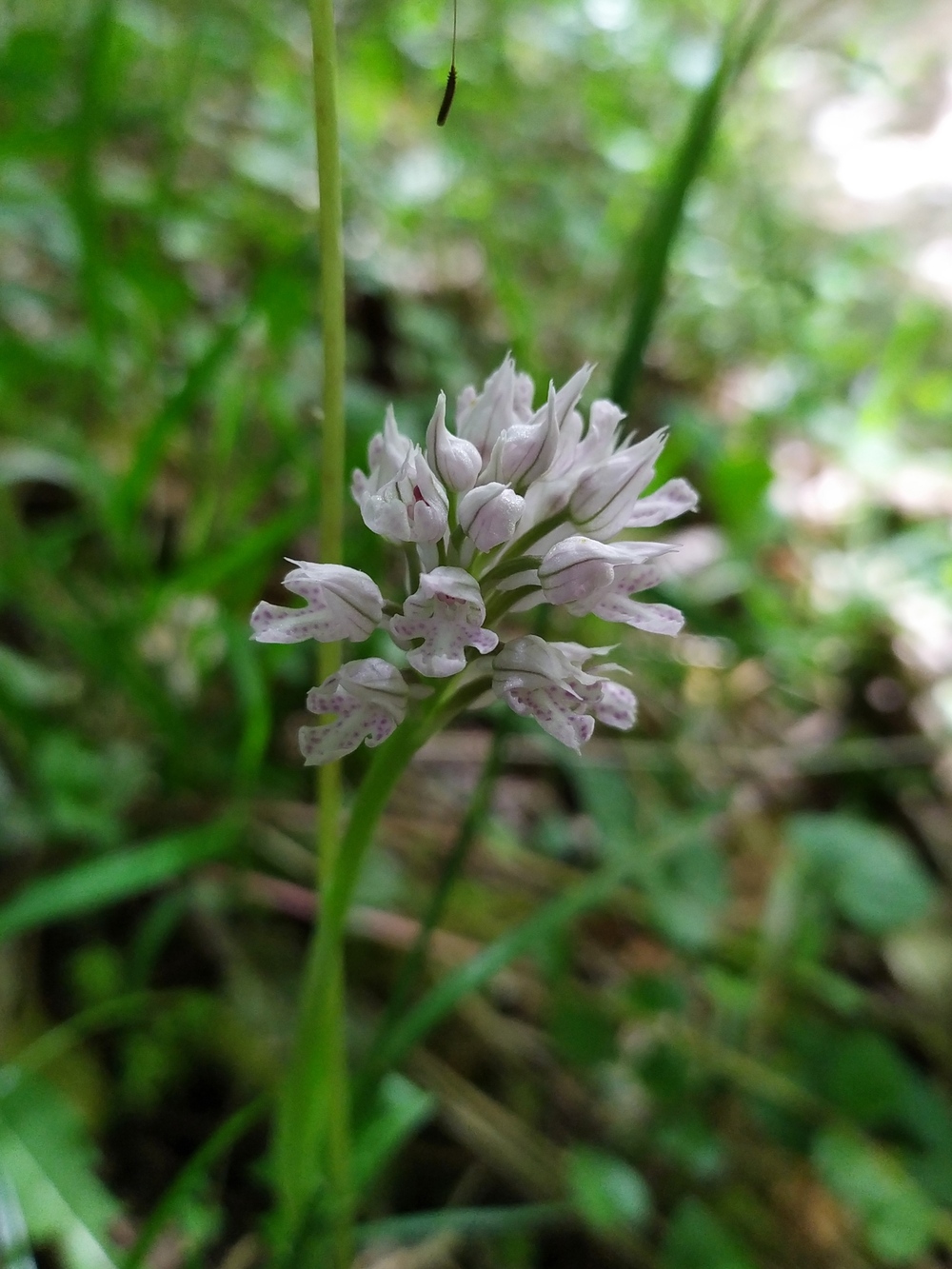 Image of Neotinea tridentata specimen.