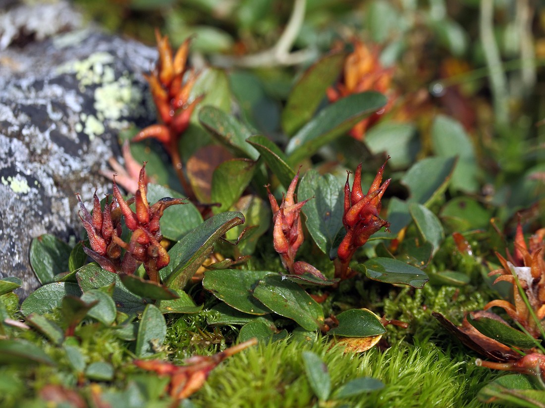 Image of Salix polaris specimen.