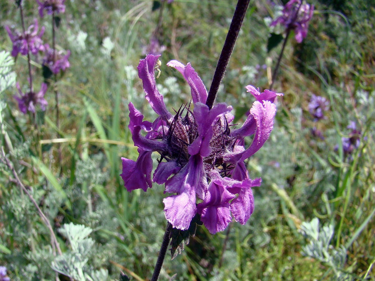 Image of Metastachydium sagittatum specimen.