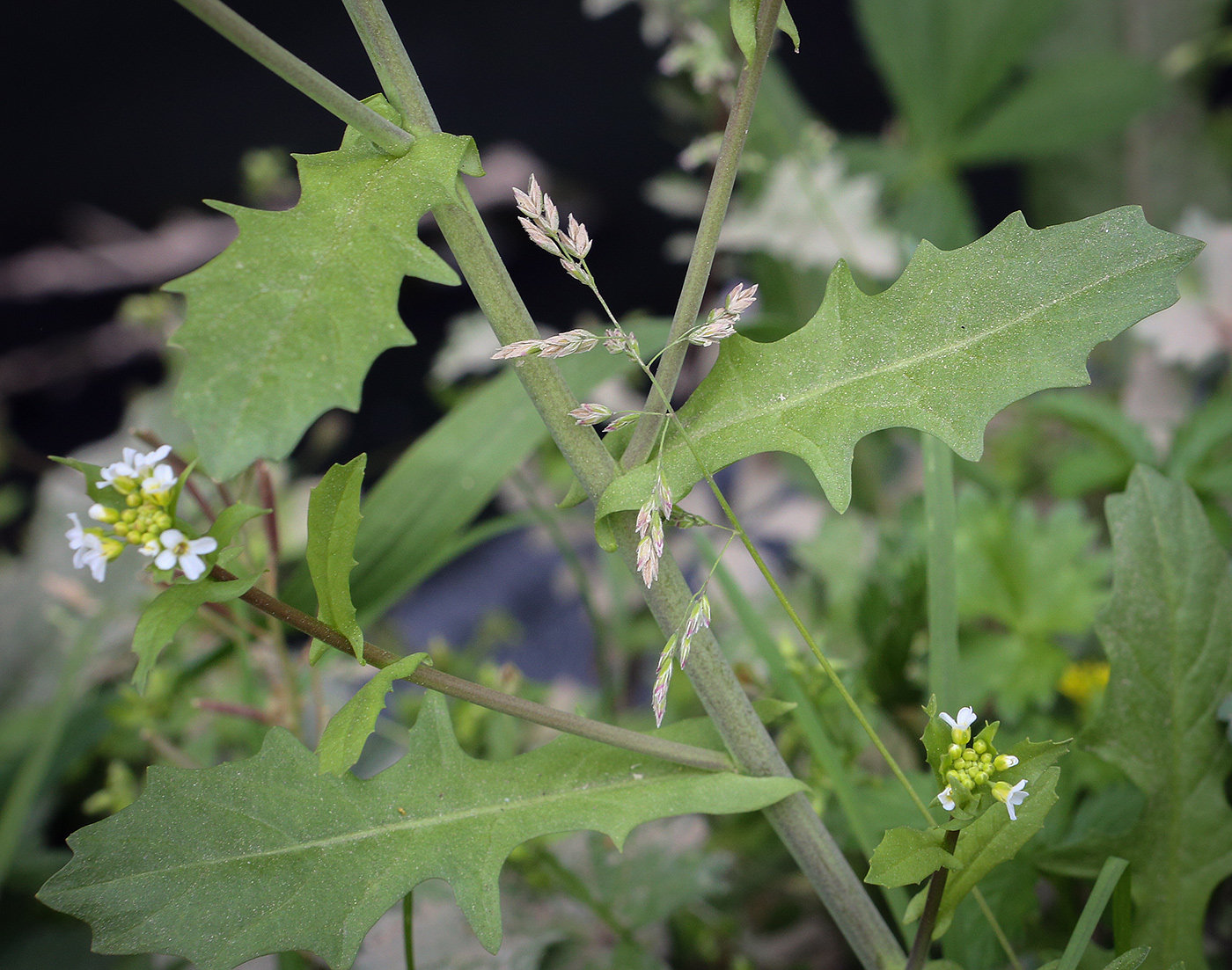 Изображение особи Calepina irregularis.