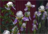 Iris × hybrida. Цветущее растение. Московская обл., Раменский р-н, окр. дер. Хрипань, садовый участок. 11.06.2024.