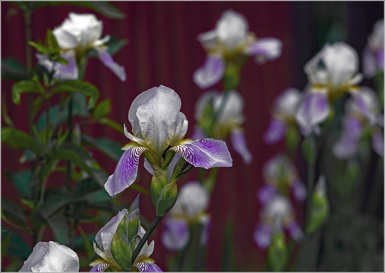 Image of Iris × hybrida specimen.