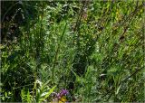 Artemisia campestris