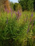 Salvia tesquicola