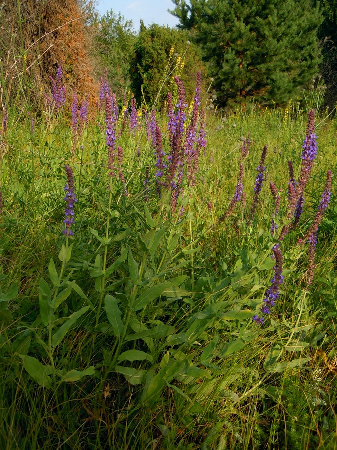 Изображение особи Salvia tesquicola.