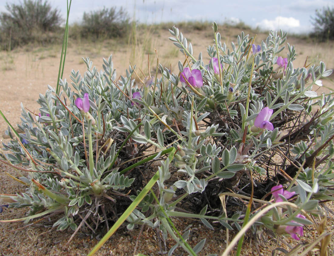 Image of Oxytropis tragacanthoides specimen.