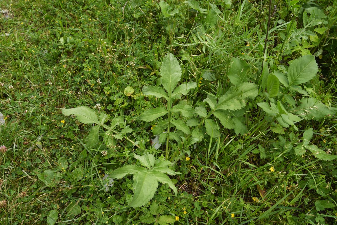 Image of familia Dipsacaceae specimen.