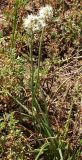 Allium stellerianum