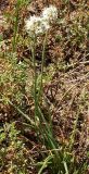 Allium stellerianum. Цветущие растения на горном склоне. Бурятия, южное побережье оз. Гусиное, 17 августа 2005 г.