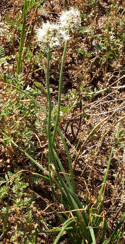 Image of Allium stellerianum specimen.