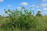 Trifolium pratense