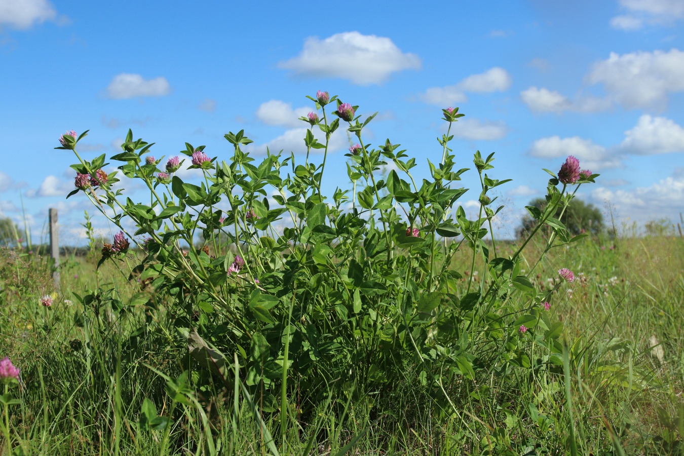 Image of Trifolium pratense specimen.