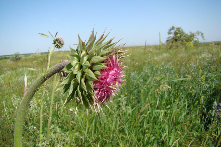 Image of Carduus thoermeri specimen.