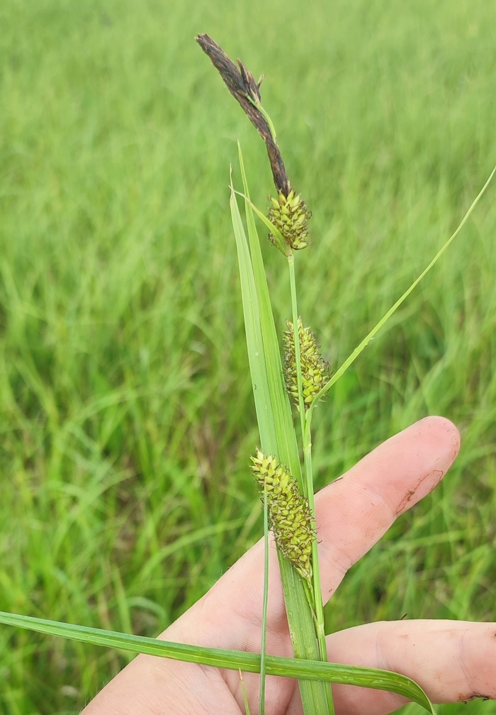 Image of Carex riparia specimen.