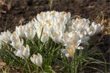 Crocus vernus. Цветущие растения. Санкт-Петербург, Ботанический сад Петра Великого, северный двор, цветник. 30.03.2025.