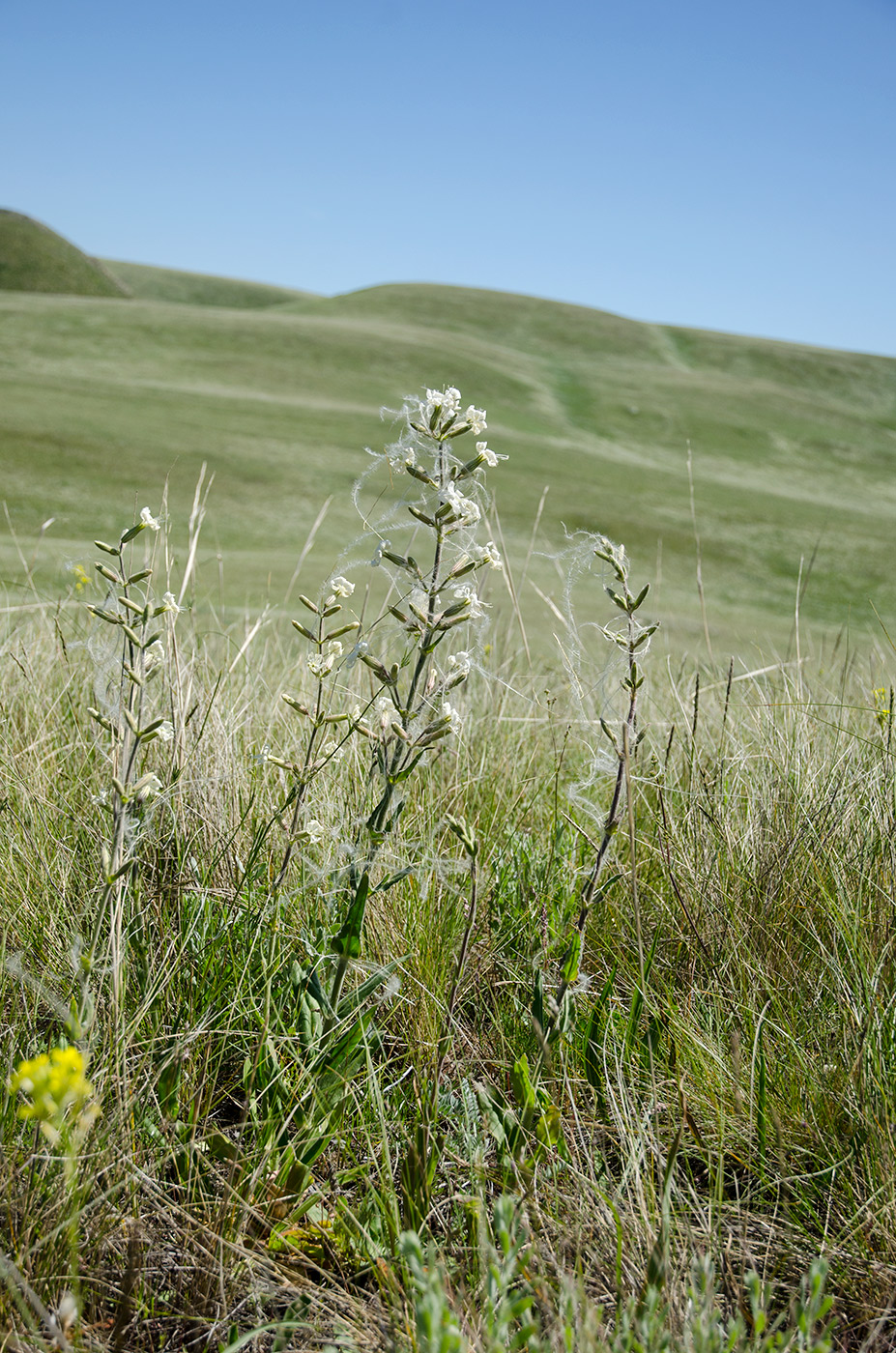 Image of Silene viscosa specimen.
