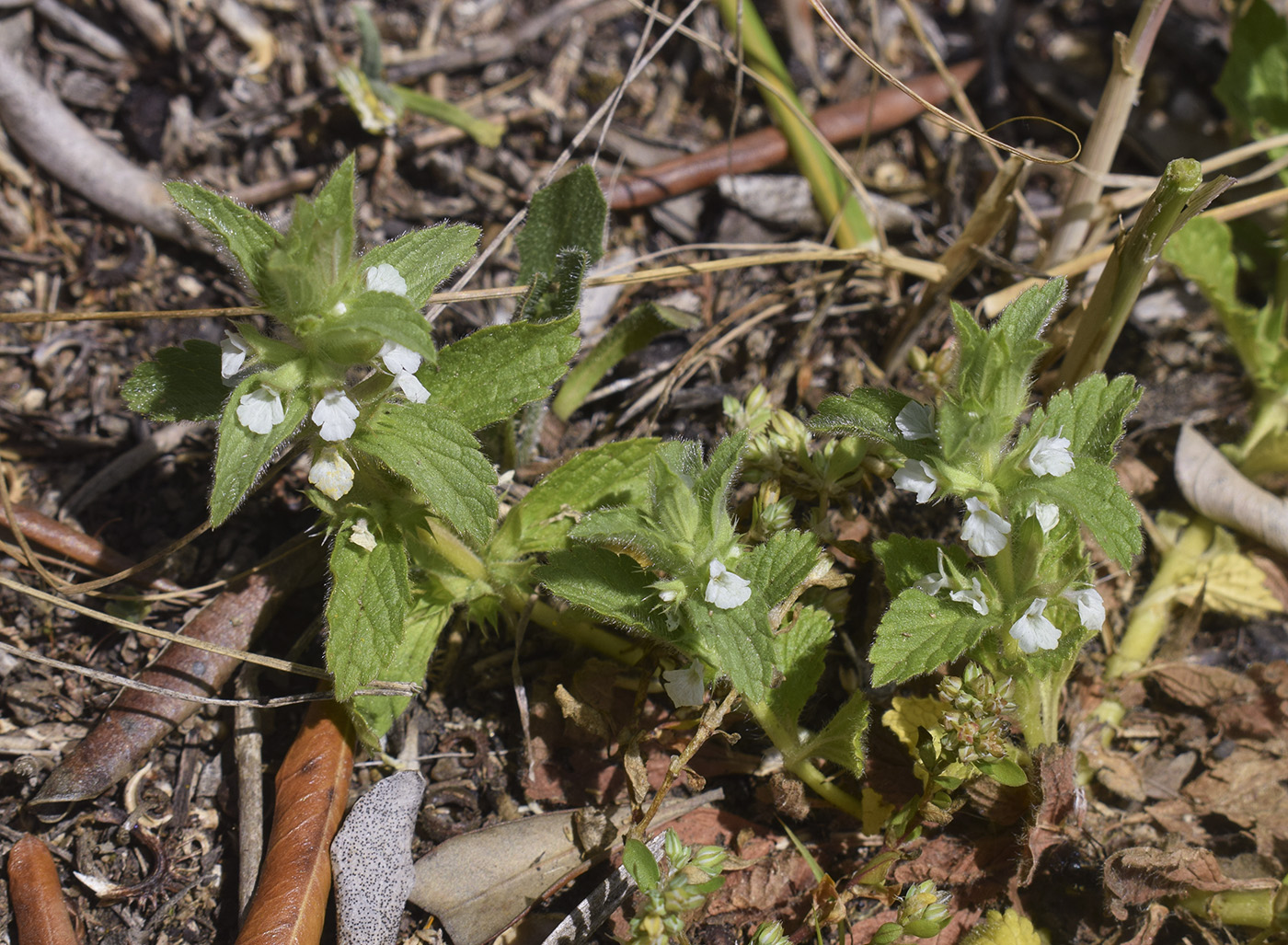 Image of Sideritis romana specimen.