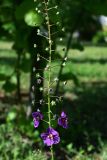 Verbascum phoeniceum