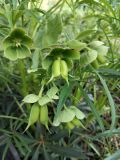 View full-size image Helleborus foetidus