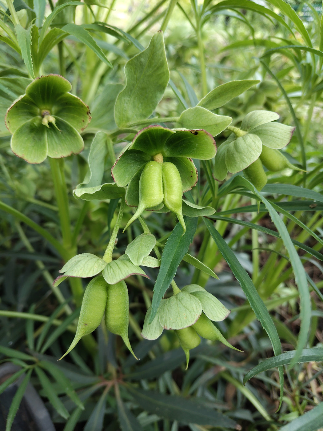 Image of Helleborus foetidus specimen.