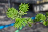 Sorbus aucuparia subspecies glabrata. Верхушка веточки с развивающимся соцветием и молодыми листьями. Мурманск, Октябрьский р-н, в культуре. 31.05.2025.