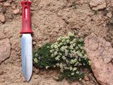 Parrya saxifraga