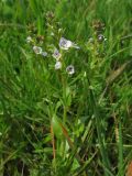 Veronica serpyllifolia. Цветущие растения на лугу. Украина, Закарпатская обл., окр. Хуста. 4 мая 2008 г.