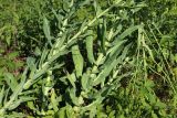 Isatis tinctoria
