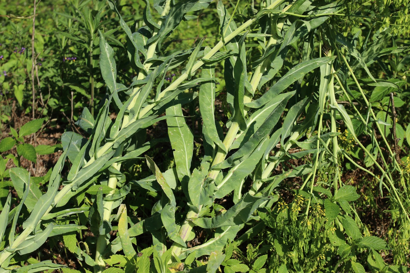 Изображение особи Isatis tinctoria.