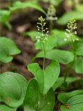 Maianthemum bifolium. Верхушка цветущего растения. Карелия, Лахденпохский р-н, окр. оз. Исо-Ийярви, сосновый лес. 13.06.2025.