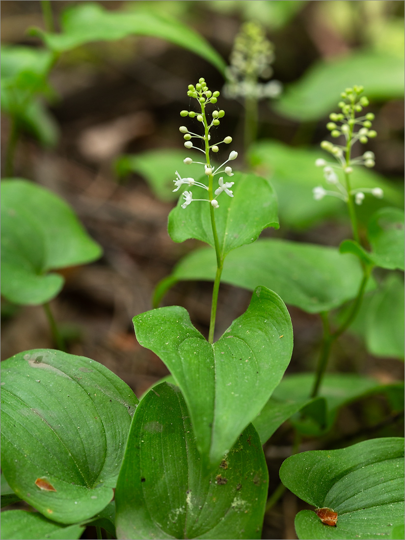 Image of Maianthemum bifolium specimen.