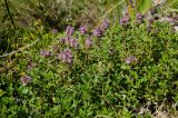 род Thymus