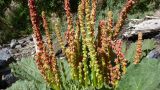 Rheum spiciforme. Соплодия и соцветия с цветками и завязывающимися плодами. Таджикистан, Горно-Бадахшанская автономная обл., Рушанский р-н, хр. Сарезский, восточная часть Сарезского оз., р. Берёзовая, галечниковые берега реки. 6 июля 2025 г.
