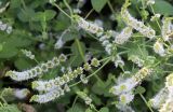 Mentha suaveolens