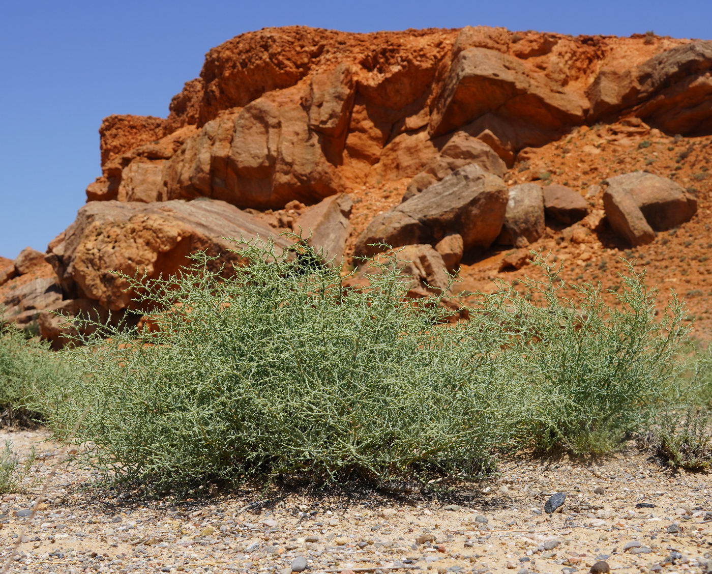 Image of familia Amaranthaceae specimen.