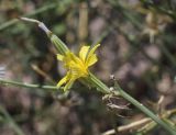 Chondrilla juncea. Часть побега с распустившимся и отцветшим соцветиями. Испания, Каталония, пров. Жирона, комарка Баш Эмпорда, муниципалитет Калонже, пустырь, скашиваемая полоса вдоль тротуара. 04.09.2025.