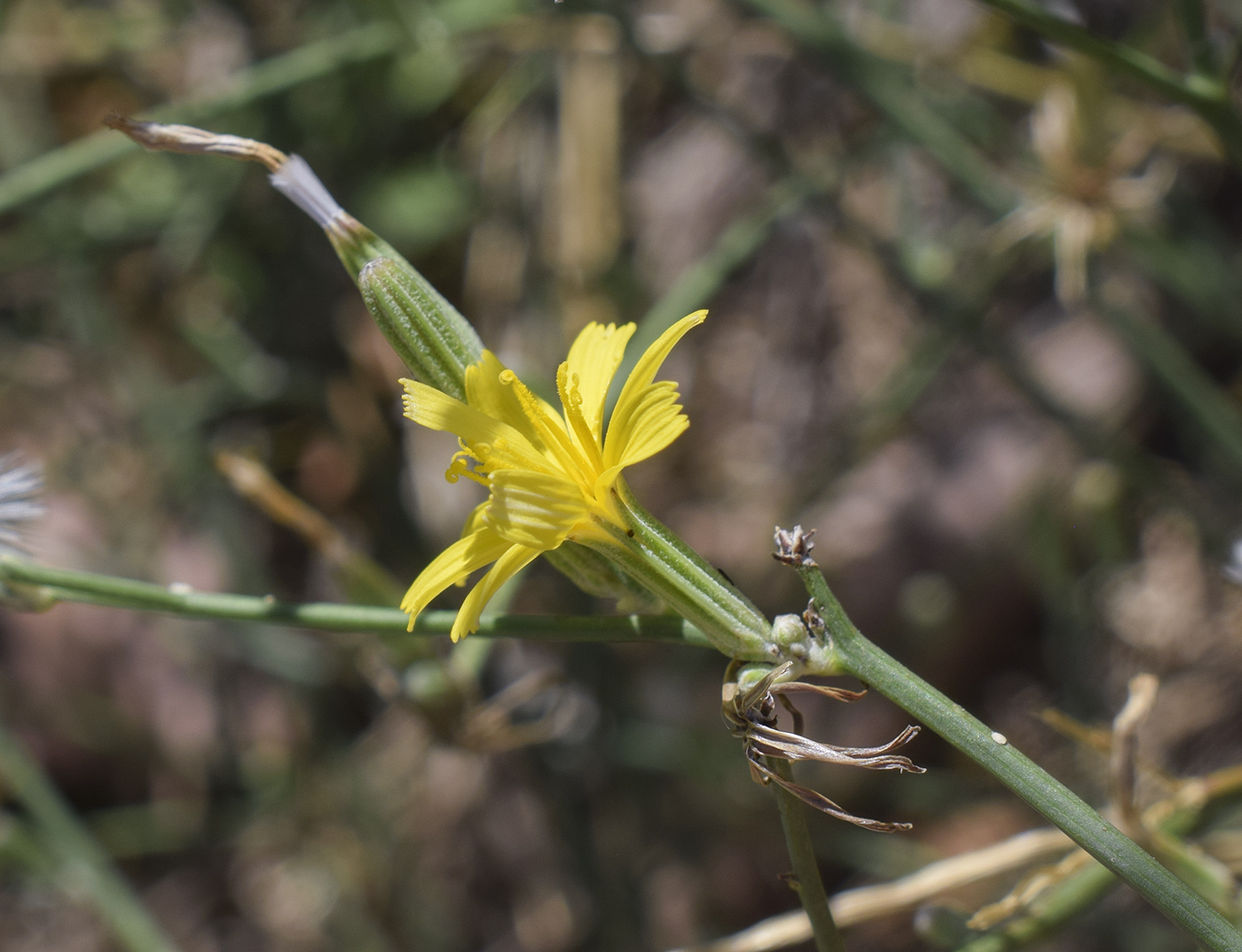 Image of Chondrilla juncea specimen.