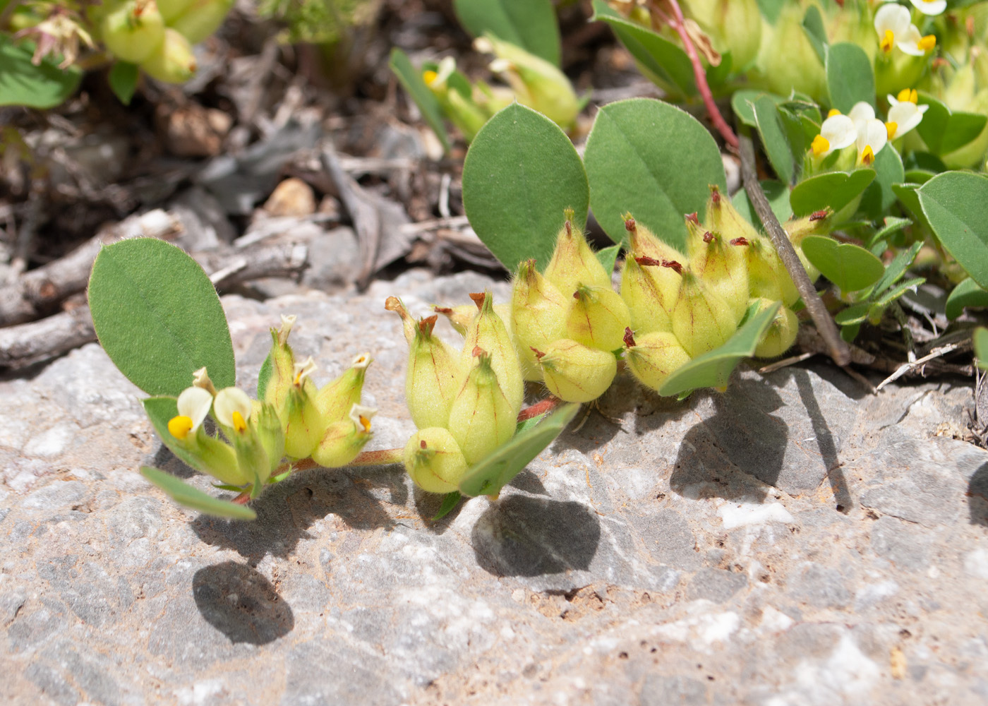 Изображение особи Tripodion tetraphyllum.