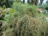 Acacia saligna