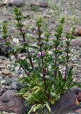Phlomoides zenaidae