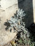 Senecio cineraria