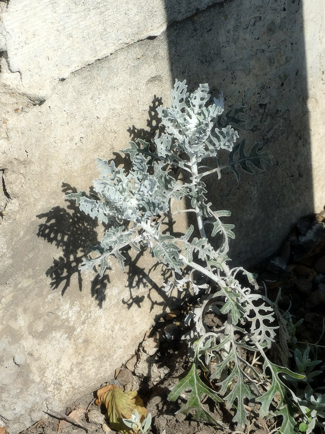 Image of Senecio cineraria specimen.