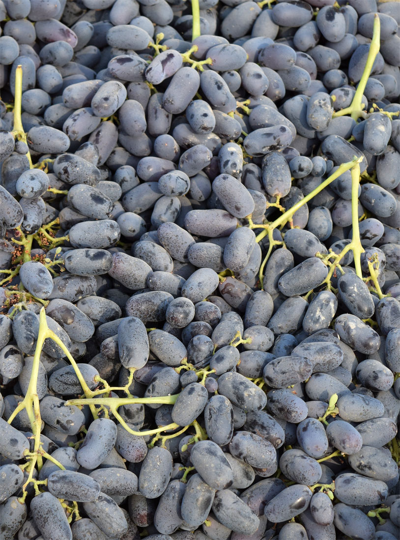 Image of Vitis vinifera specimen.