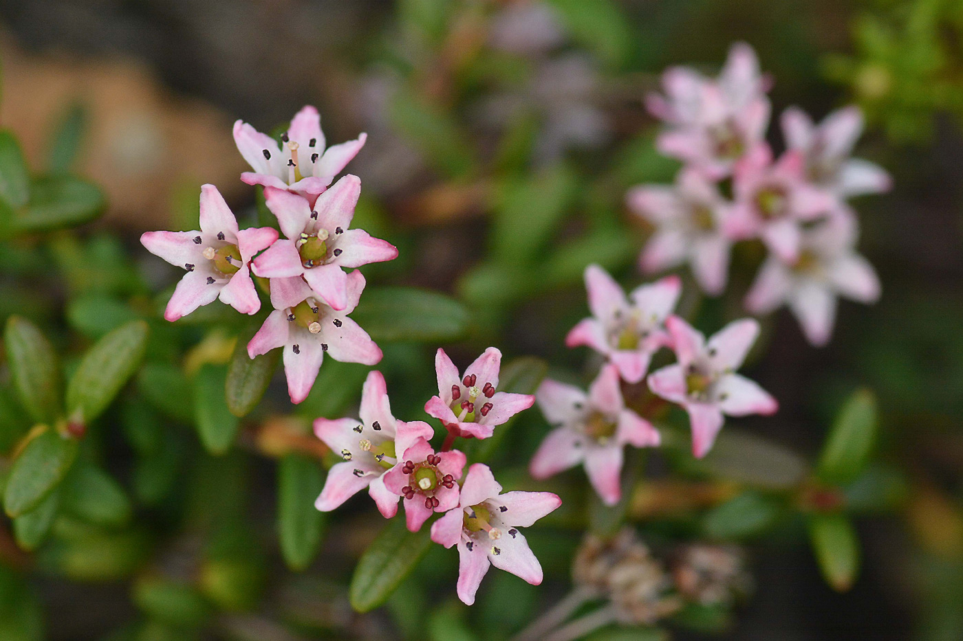 Изображение особи Loiseleuria procumbens.