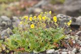 Potentilla vulcanicola. Цветущее растение (на переднем плане - листья Salix arctica). Камчатский край, Мильковский р-н, зап. склон вулкана Бакенинг в р-не пер. Рыжий, ≈ 1410 м н.у.м., осыпь. 06.07.2025.