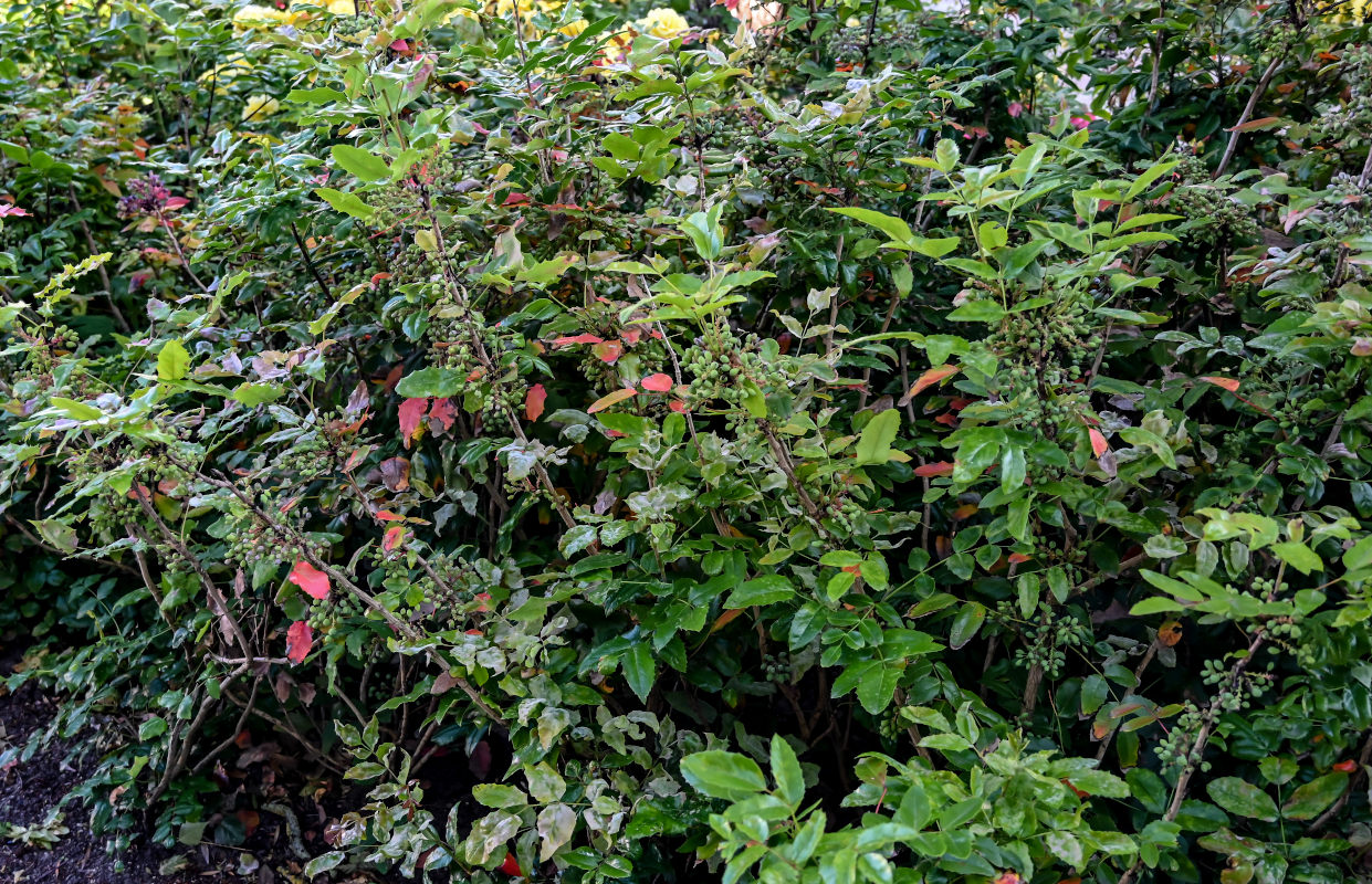 Изображение особи Mahonia aquifolium.