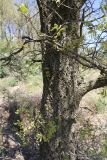 Quercus crenata. Нижняя часть ствола. Италия, Тоскана, окр. г. Монтеротондо-Мариттимо. 14.04.2011.