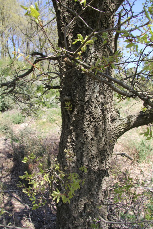 Изображение особи Quercus crenata.