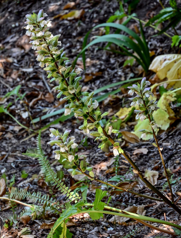 Image of Acanthus mollis specimen.
