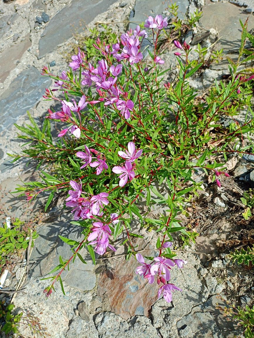 Изображение особи Chamaenerion colchicum.